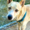 Thumbnail photo of Sheba #1
