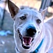 Thumbnail photo of Sheba #2