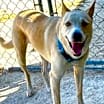 Thumbnail photo of Sheba #4