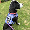 Thumbnail photo of Annie #2
