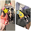 Thumbnail photo of Annie #3