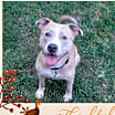 Thumbnail photo of Loki #2