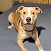 Thumbnail photo of Loki #1
