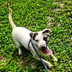 Thumbnail photo of Gus #1