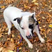 Thumbnail photo of Gus #3