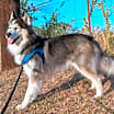 Thumbnail photo of Pierce #4