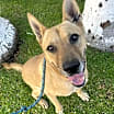Thumbnail photo of Ryder #1