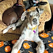 Thumbnail photo of Nala #3