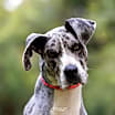 Thumbnail photo of Nala #1
