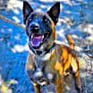 Thumbnail photo of DEVI #1