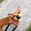 Thumbnail photo of Lucy #2