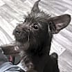 Thumbnail photo of Rocko #1