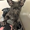 Thumbnail photo of Rocko #2