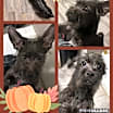 Thumbnail photo of Rocko #3