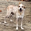 Thumbnail photo of Scruffy #2