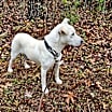 Thumbnail photo of Isla (eye-la) #4