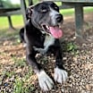 Thumbnail photo of Shep #2