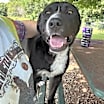 Thumbnail photo of Shep #4