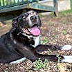 Thumbnail photo of Shep #3