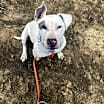 Thumbnail photo of Meatball aka Pete #3
