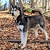 Thumbnail photo of Ghost #3