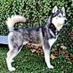 Thumbnail photo of Ghost #4
