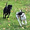 Thumbnail photo of Shadow - ME #3