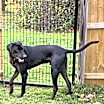Thumbnail photo of Shadow - ME #4