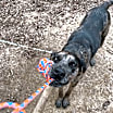 Thumbnail photo of Ginger - RI #3