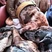 Thumbnail photo of Ginger - RI #4