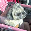 Thumbnail photo of Coco adoption pending! #1