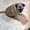 Thumbnail photo of Coco adoption pending! #2