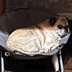 Thumbnail photo of Coco adoption pending! #3
