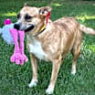 Thumbnail photo of Lindy #4