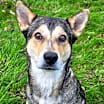 Thumbnail photo of Belle #1