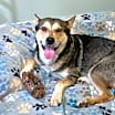 Thumbnail photo of Belle #2