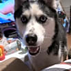 Thumbnail photo of Bane and Shadow #2