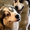 Thumbnail photo of Bane and Shadow #1