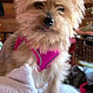 Thumbnail photo of Roxie the Yorkie Cross #1
