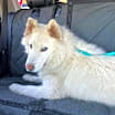 Thumbnail photo of Frost #2