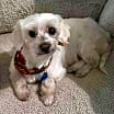 Thumbnail photo of Charlie #4
