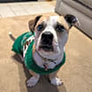 Thumbnail photo of Buster #1