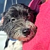 Thumbnail photo of Bentley #1