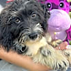 Thumbnail photo of Bentley #2