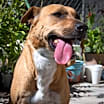 Thumbnail photo of COCO #1