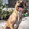 Thumbnail photo of COCO #2