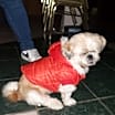 Thumbnail photo of Pirate #1