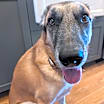Thumbnail photo of Kona #4