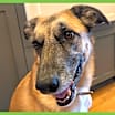 Thumbnail photo of Kona #1