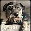 Thumbnail photo of Simon-Adopted #1